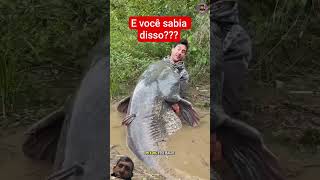 #pescaria #peixesamazonicos #pesca #peixe #pescasub #fishing