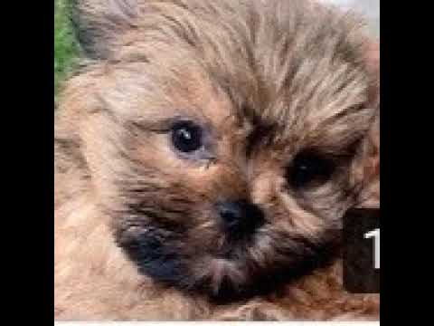 Ibrahim Karnaz Live Stream