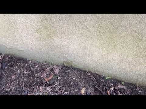 On the Side of the Home Are a Bunch of Ants...