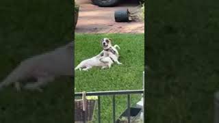 Video preview image #1 Labrador Retriever-Unknown Mix Puppy For Sale in The Woodlands, TX, USA
