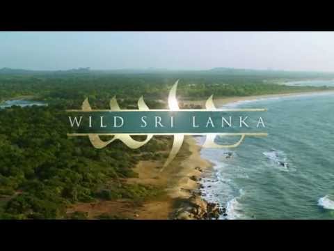 Wild Sri Lanka   Coast of Giants Teaser