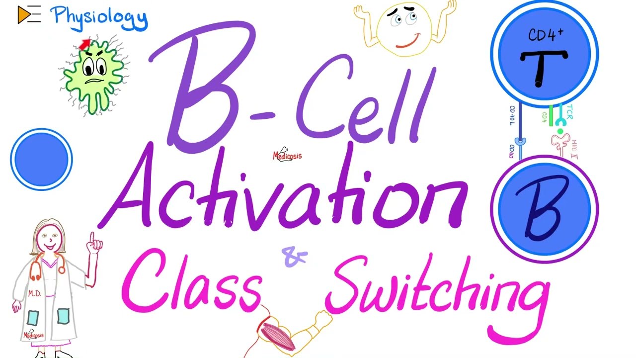 B-Cell Activation and Class Switching | Immunology | Physiology Series