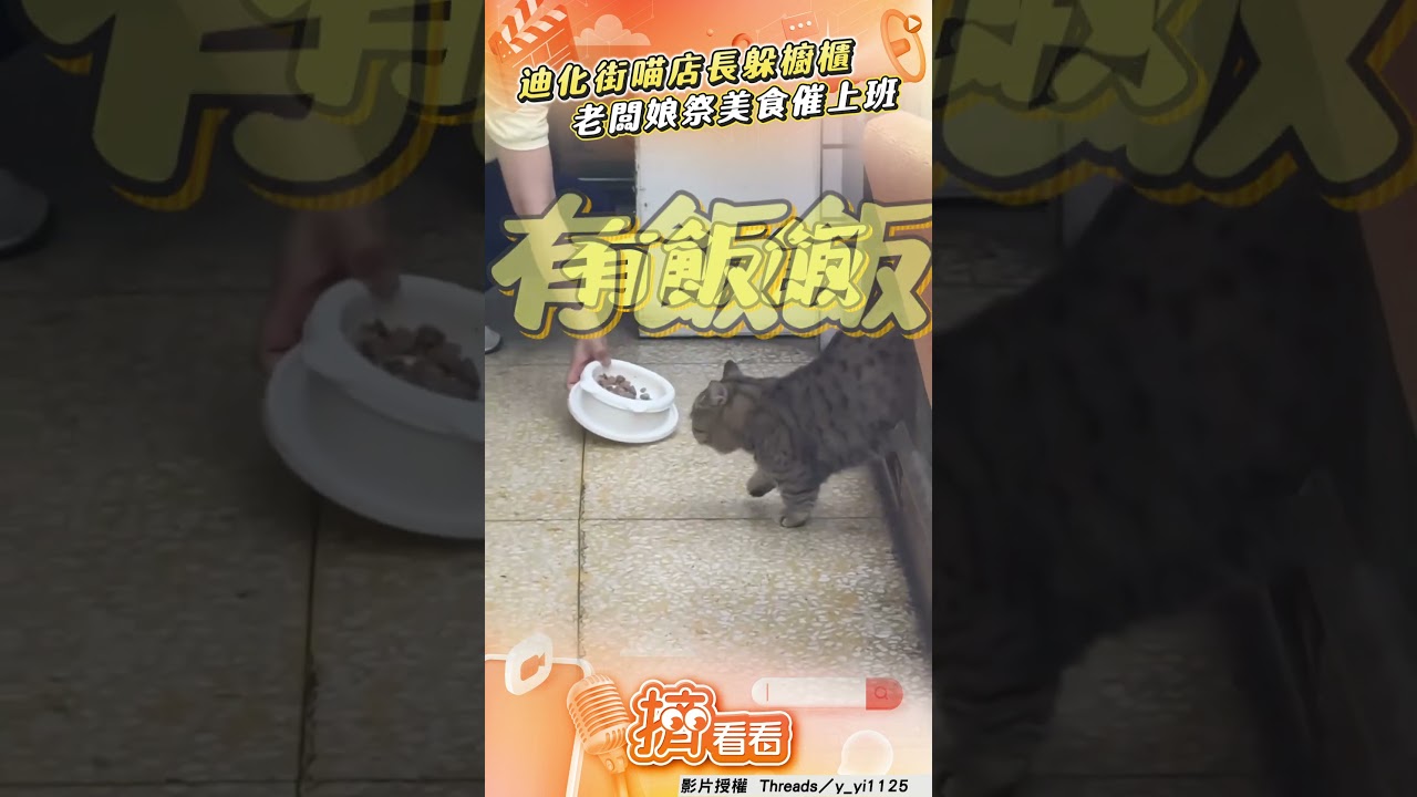 影音/迪化街「喵店長太I」躲櫥櫃 老闆娘祭美食催上班