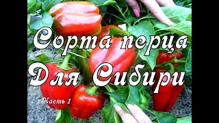 Перец Сибирский Формат Отзывы Фото Перец Сибирский Формат Отзывы Фото