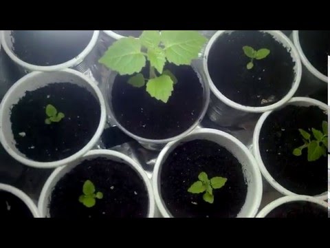 puieti de paulownia tomentosa la 8 satamani.  ( video 27 )