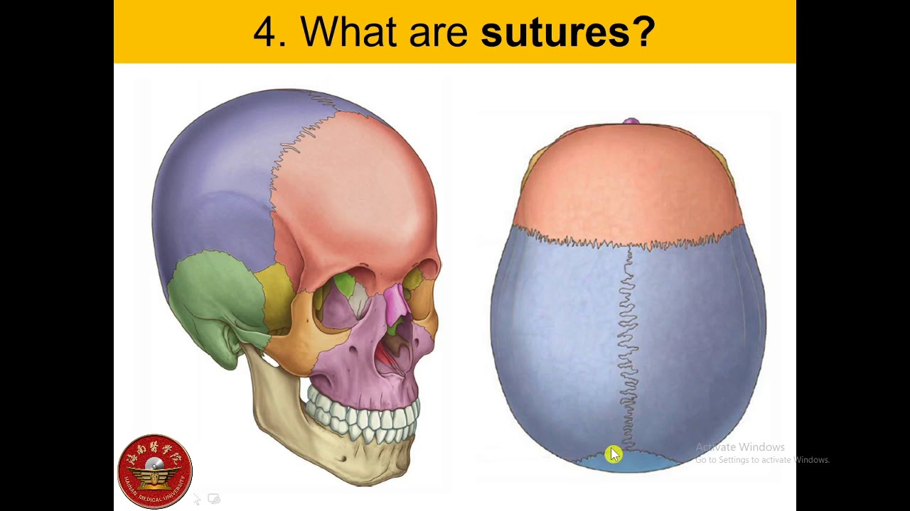 Head & Neck Overview ~ Assignment # 1