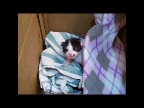 Introducing Carlos The Cat