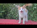 Cute Street Cats Meowing Because They Are Very Hungry
