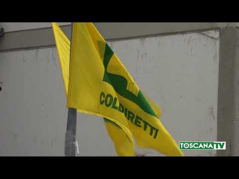 2021-02-16 LUCCA - MOLTI GLI INCIDENTI STRADALI CAUSATI DA CINGHIALI