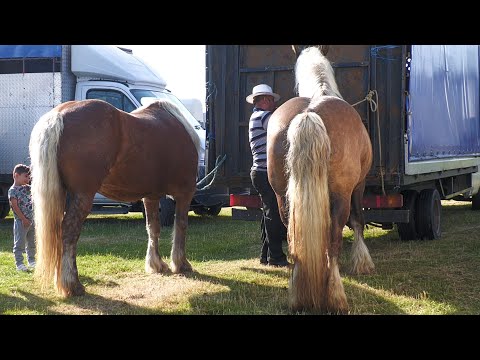 Paul's Horses from Baciu - Cluj 2022