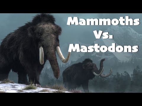 The Differences Between Mammoths And Mastodons