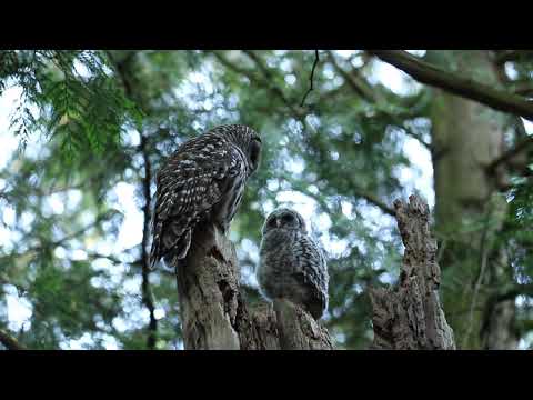 Mom & baby barred owl