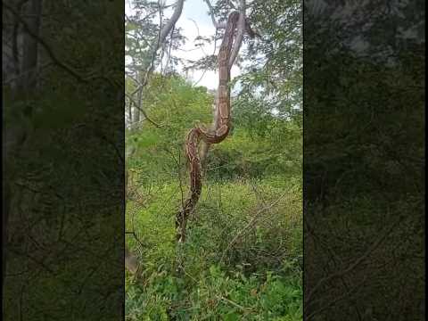 Cobra grande Jiboia vista em Ponto Novo Bahia