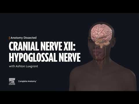 Präparierte Anatomie: Hirnnerv XII (Nervus hypoglossus)