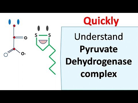 Pyruvate dehydrogenase complex