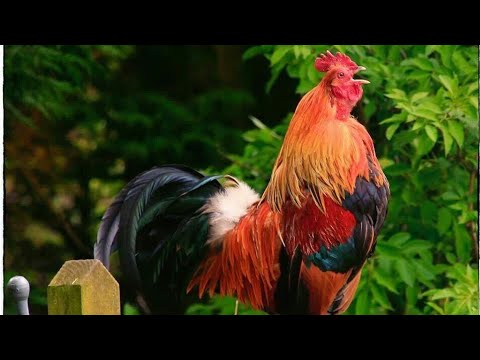 Cocks Sounds | Rooster Crowing Compilation Plus | Rooster crowing sounds Effect | Sharp Wild Animal