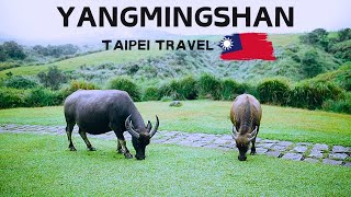 Why You NEED To Visit Yangmingshan Park in Taiwan (2024)