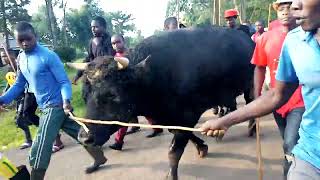 Download lagu Bull- fighting - Power from Lirembe mp3