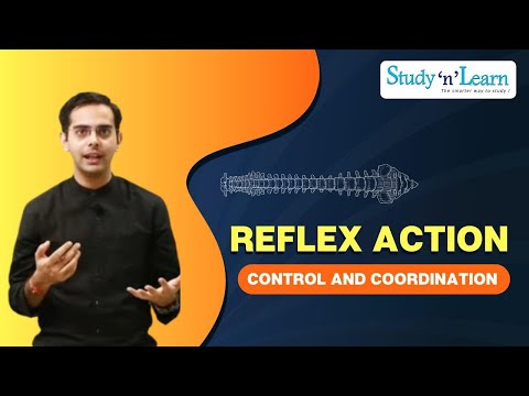 Reflex Action Mechanism | Reflex Arc | Neural Control and Coordination | Biology | NCERT