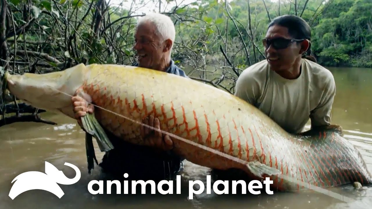 WATCH NOW 🔴 Jeremy Wade's Toughest Battles | River Monsters | Animal Planet
