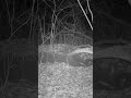 Fox Vocalizations: Vixen Scream (4K)