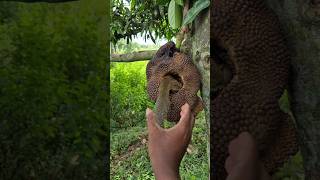Download lagu kemaren tikus yang memakan buah saya sekarang tupai #nature #shortsviral mp3