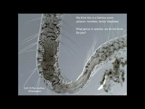 Detritus worm under the microscope - tiny white worms in the aquarium / fishtank (4K)