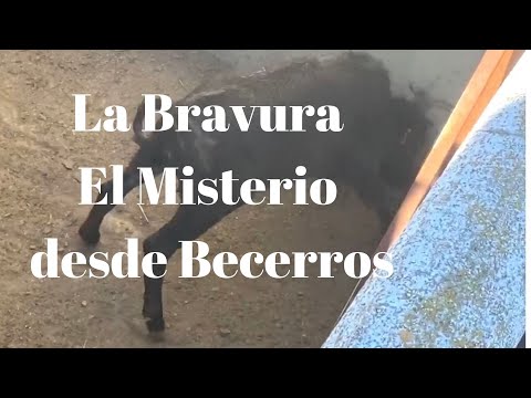 LA BRAVURA El Misterio desde BECERROS