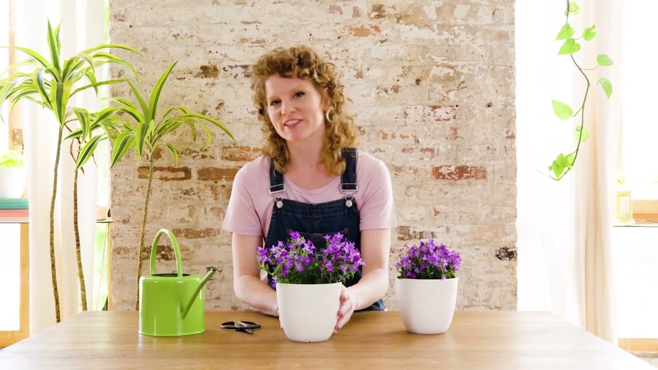 How to Grow and Care for Balloon Flowers