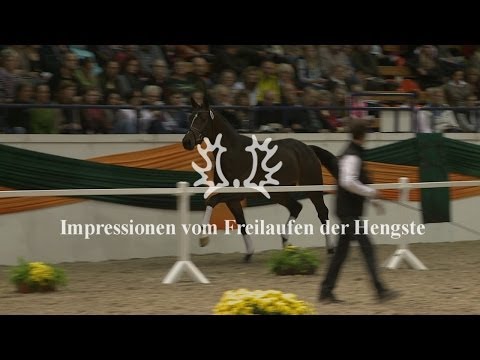 Impressionen vom Freilaufen - Trakehner Hengstmarkt 2013