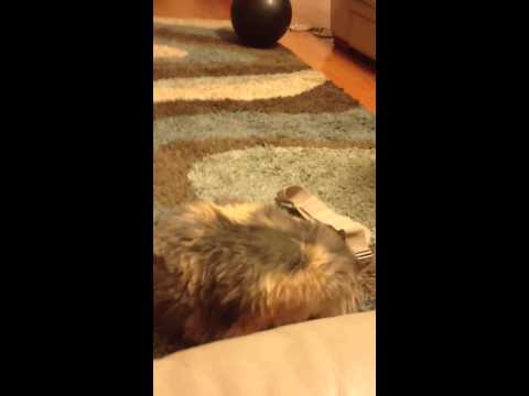 Cutest Kid Ever!!! Playing with a Cat!!! Hussain Abbas Rizv