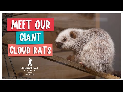 Introducing our Northern Luzon Giant Cloud Rats - Cannon Hall Farm