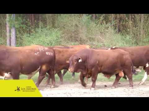 Toros Remate 2017 - Cabaña Los Amores