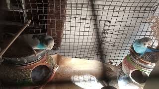 Parrots #australian parrot family of totas #bajri parrots #video of parrots