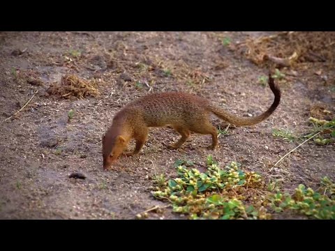 Slender Mongoose Grooming