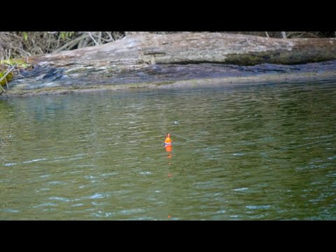 Float Fishing FRESH Winter Steelhead! (BOBBER DOWNS)