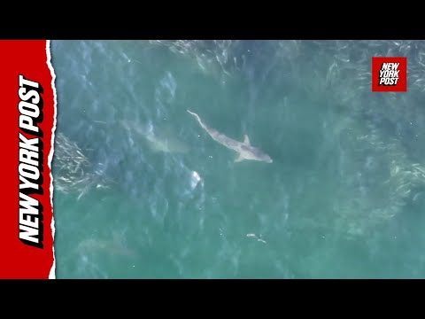 Sharks caught in FEEDING FRENZY off Fire Island