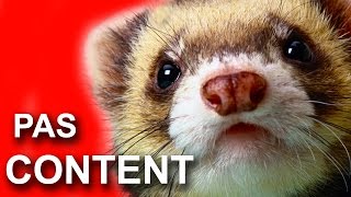 076 FURET PAS CONTENT