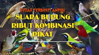 Download lagu SUARA BURUNG RIBUT || Kombinasi Pikat Terbaru 2021 Terbukti 99% Lebih Jitu mp3 Download lagu SUARA BURUNG RIBUT || Kombinasi Pikat Terbaru 2021 Terbukti 99% Lebih Jitu mp3