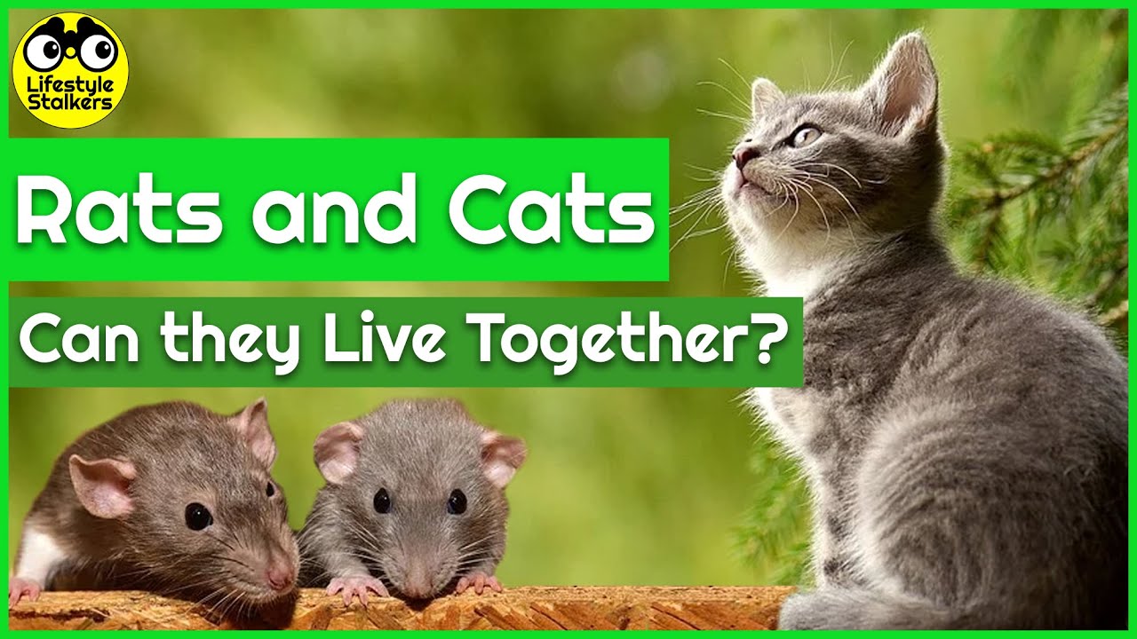 Can Rats and Cats Live Together peacefully?