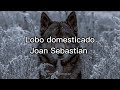 Lobo domesticado - Joan Sebastian (Letra)