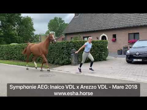 Symphonie AEG: INAICO VDL x AREZZO VDL