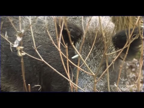 HAZAI VADÁSZ - 252. adás - 2019.02.02 - ECHO-TV