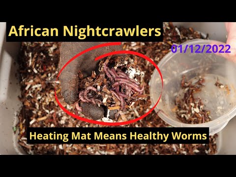 African Nightcrawlers - Heating Mat Helps Worms 01/12/2022