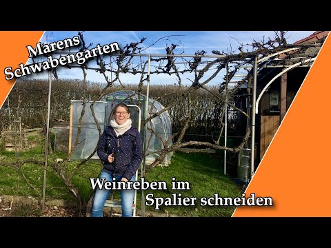 Weinreben im Spalier schneiden I Wie ich es mache I MarensSchwabengarten