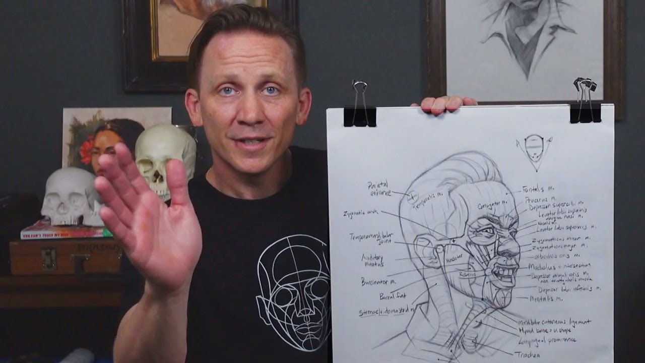 Facial Anatomy for Artists | 𝐃𝐢𝐬𝐬𝐞𝐜𝐭𝐢𝐨𝐧 𝐃𝐫𝐚𝐰𝐢𝐧𝐠 𝐋𝐚𝐛 𝟏𝟎𝟏