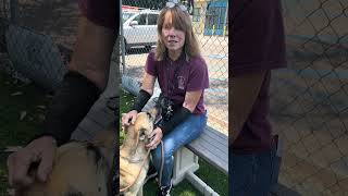 Video preview image #1 Mutt Puppy For Sale in Pasadena, CA, USA