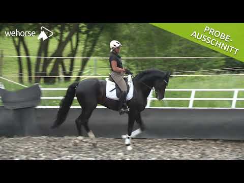 Timing der Hilfen: Fliegende Wechsel | Uta Gräf
