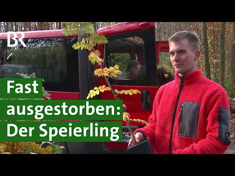 Der Speierling: Zukunftsbaum für Klimawandel und nachhaltige Forstwirtschaft? | BR Fernsehen