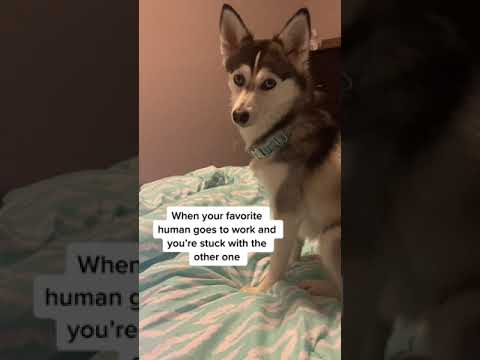 Sapphie the pomsky when her favorite human goes to work